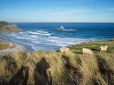 Idyllische Küstenlandschaft mit Schafen bei Christchurch – Englisch lernen, wo Natur und Meer aufeinandertreffen