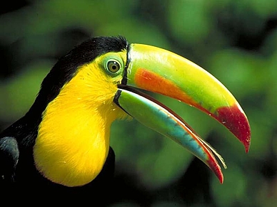 Tukan, Spanisch Sprachreisen für Erwachsene nach Costa Rica