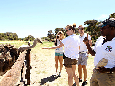 Participants à un séjour linguistique d'anglais au Cap dans une ferme d'autruches