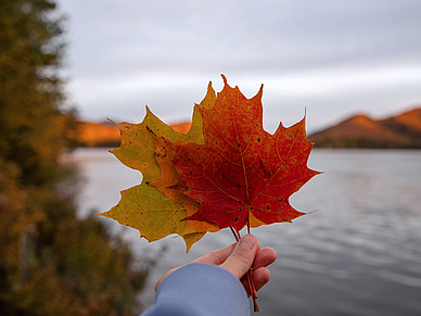 Ahornblätter als Symbol Kanadas und ikonisches Motiv einer Sprachreise nach Québec