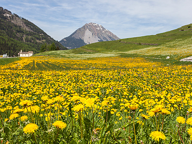 Frühlingshafte Bergwiese mit gelben Blumen bei Liddes im Wallis – ideales Ziel für eine Schülersprachreise mit Naturerlebnis in den Alpen.