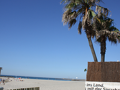 Palmen in Montpellier, Französisch Sprachreisen für Erwachsene