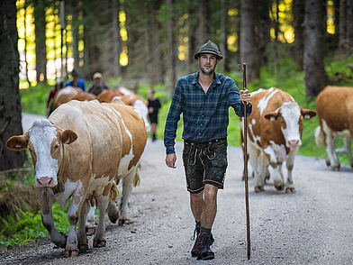 Allgäuer Tradition mit Landwirt und Kühen nahe Lindenberg – authentisches Kulturerlebnis für Schüler bei Deutsch Sprachreisen.