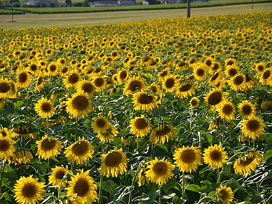 La région de Royan est connue pour ses champs de tournesols luxuriants.