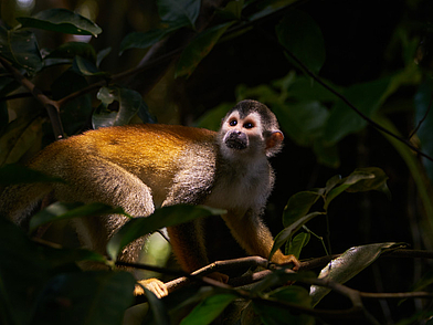Kapuzineräffchen im Dschungel bei Samara, Costa Rica, umgeben von dichter Vegetation in der Nähe der Sprachschule.