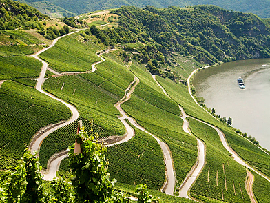 Weinberge an der Mosel als landschaftliches Highlight während einer Deutsch-Sprachreise nach Deutschland