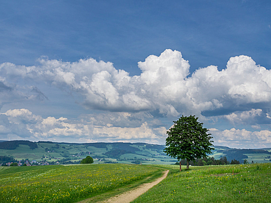 Weitläufiger Wanderweg durch die grüne Landschaft des Allgäus bei Lindenberg – Naturerlebnis für Schüler auf Deutsch Sprachreise.
