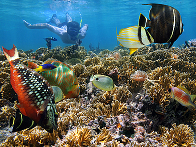 Schnorcheln im Meer vor Samara mit bunten tropischen Fischen und Korallenriffen, ein Highlight nach dem Sprachkurs.