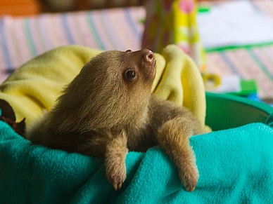 Baby-Faultier in Coronado, Sprachreisen Costa Rica für Erwachsene