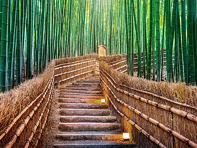 Faszinierender Ausflug zum Bambuswald in Kyoto bei einer unvergesslichen Japan Sprachreise