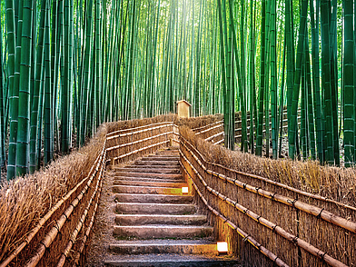 Magischer Bambuswald in Kyoto – Natur und Kultur entdecken während einer Sprachreise in Japan