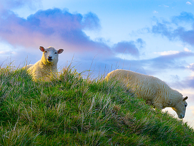 Schafe auf grünen Hügeln nahe Mount Maunganui – Neuseelands Natur erleben während einer Englisch Sprachreise