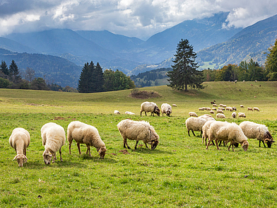 Weidende Schafe auf einer grünen Almwiese mit Bergpanorama bei Liddes – typisch für die idyllische Umgebung einer Sprachreise in die Schweizer Alpen.