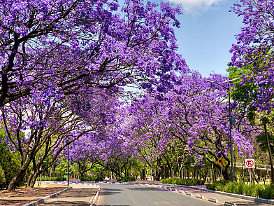 Straße in Adelaide gesäumt von blühenden Jacaranda-Bäumen – typische Szene, die Sprachreisende im australischen Frühling erleben.