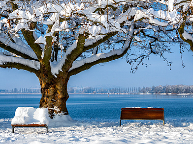 Verschneite Baumkulisse am Radolfzeller Bodenseeufer – ruhige und inspirierende Umgebung für Deutsch Sprachreisen für Jugendliche.
