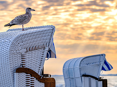 Möwe auf Strandkorb an der deutschen Küste als maritimes Erlebnis einer Deutsch-Sprachreise