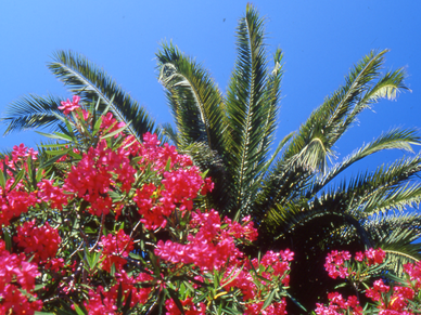 Traumhafte Ferien, Italienisch Sprachreisen für Erwachsene