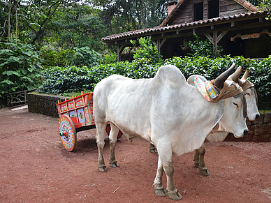 Faszinierende Fauna in Coronado, Spanisch Sprachreisen für Erwachsene nach Costa Rica