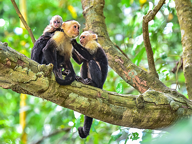 Tierwelt in Manuel Antonio, Costa Rica